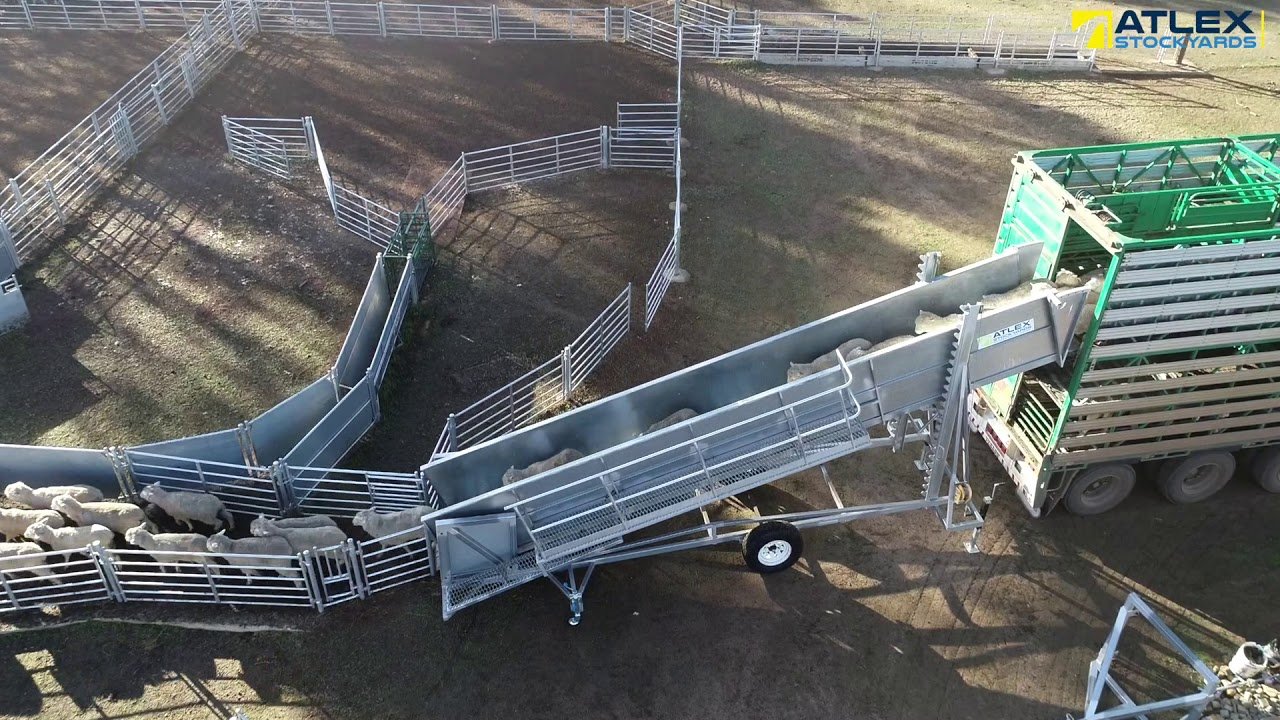 Is your loading up to scratch? - Atlex Stockyards